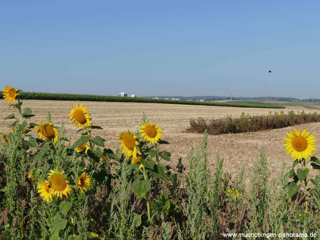 Blütenkorn Landwirtschaft Münchingen Bild46