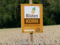 Blütenkorn Landwirtschaft Münchingen Bild03