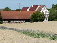 Blütenkorn Landwirtschaft Münchingen Bild04