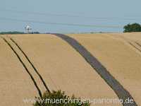 Blütenkorn Landwirtschaft Münchingen Bild06