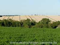 Blütenkorn Landwirtschaft Münchingen Bild09