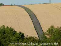 Blütenkorn Landwirtschaft Münchingen Bild10