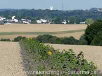 Blütenkorn Landwirtschaft Münchingen Bild15