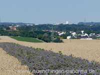 Blütenkorn Landwirtschaft Münchingen Bild17