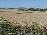 Blütenkorn Landwirtschaft Münchingen Bild20