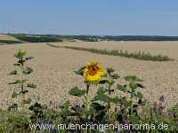 Blütenkorn Landwirtschaft Münchingen Bild21