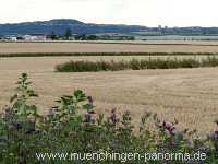 Blütenkorn Landwirtschaft Münchingen Bild27