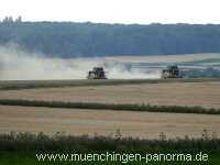 Blütenkorn Landwirtschaft Münchingen Bild30