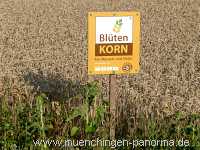 Blütenkorn Landwirtschaft Münchingen Bild38