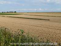 Blütenkorn Landwirtschaft Münchingen Bild39