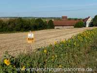 Blütenkorn Landwirtschaft Münchingen Bild43