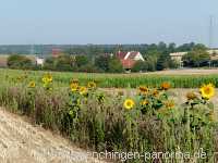 Blütenkorn Landwirtschaft Münchingen Bild44