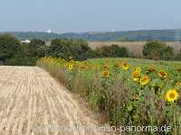 Blütenkorn Landwirtschaft Münchingen Bild45