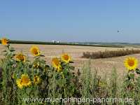 Blütenkorn Landwirtschaft Münchingen Bild46