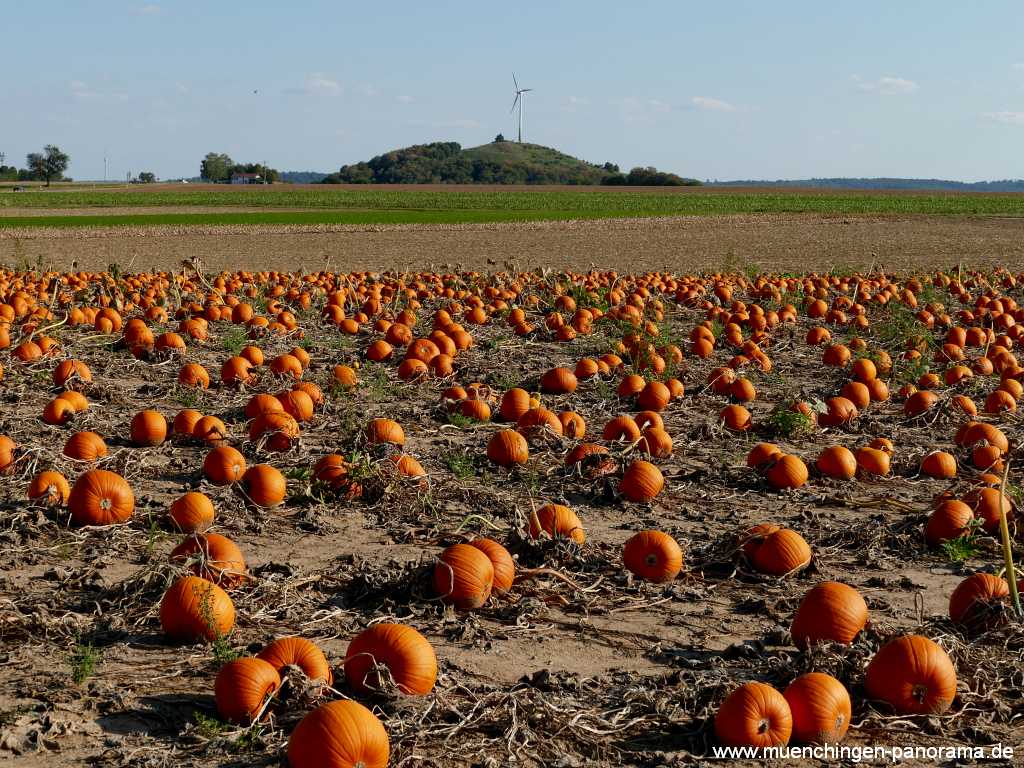 Ernte-Zeit Landwirtschaft Münchingen Bild01