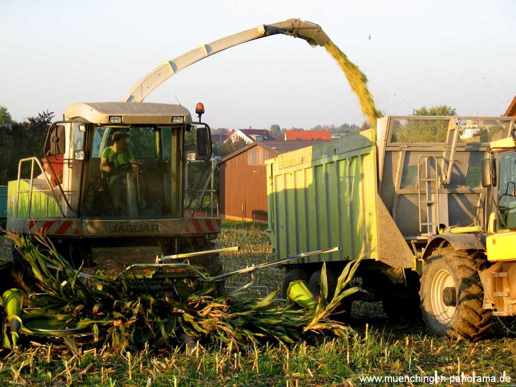 Ernte-Zeit Landwirtschaft Münchingen Bild21