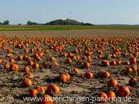 Ernte-Zeit Landwirtschaft Münchingen Bild01