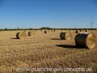 Ernte-Zeit Landwirtschaft Münchingen Bild06