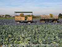 Ernte-Zeit Landwirtschaft Münchingen Bild19