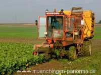 Ernte-Zeit Landwirtschaft Münchingen Bild29