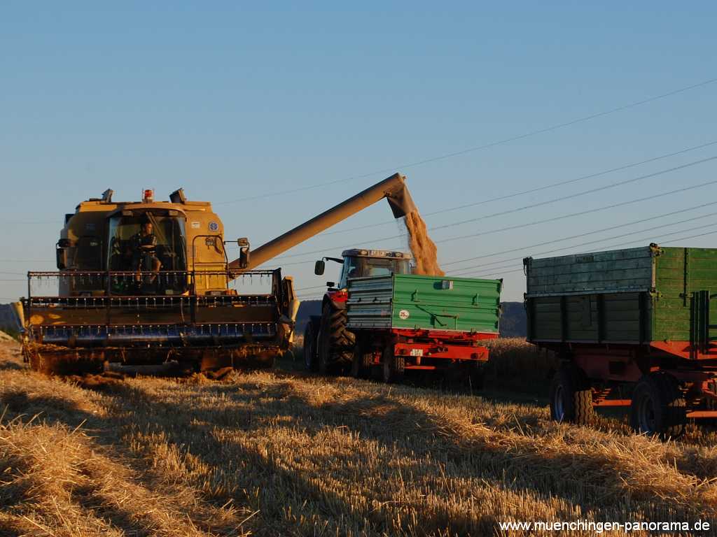 Getreide-Ernte Landwirtschaft Münchingen Bild22