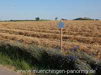 Getreide-Ernte Landwirtschaft Münchingen Bild08