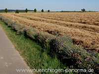 Getreide-Ernte Landwirtschaft Münchingen Bild09