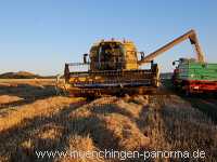 Getreide-Ernte Landwirtschaft Münchingen Bild23