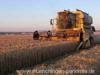 Getreide-Ernte Landwirtschaft Münchingen Bild26