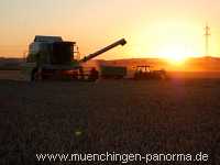 Getreide-Ernte Landwirtschaft Münchingen Bild35