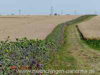 Getreide-Ernte Landwirtschaft Münchingen Bild43