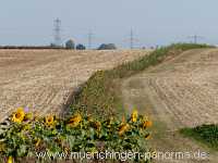 Getreide-Ernte Landwirtschaft Münchingen Bild44