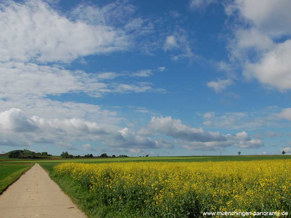 raps-bluete Landwirtschaft Münchingen Bild13