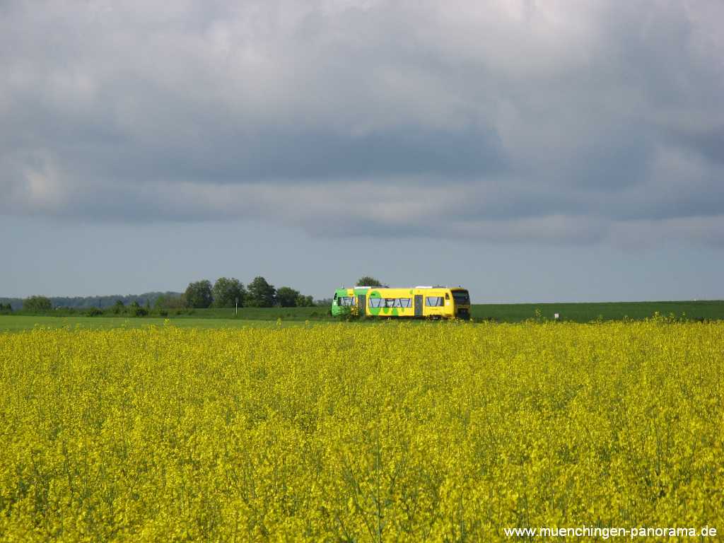 raps-bluete Landwirtschaft Münchingen Bild22