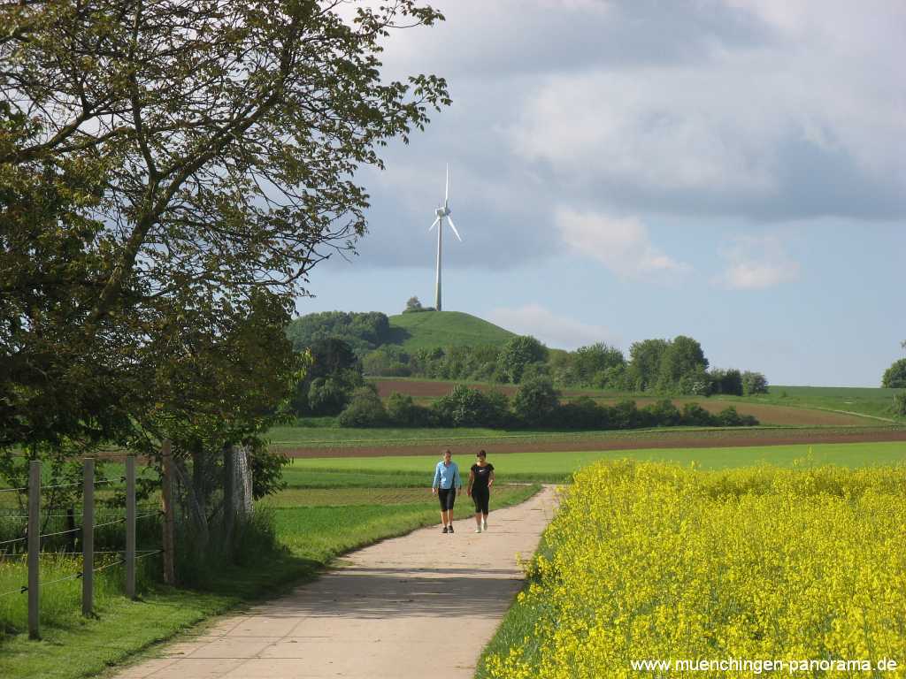 raps-bluete Landwirtschaft Münchingen Bild23