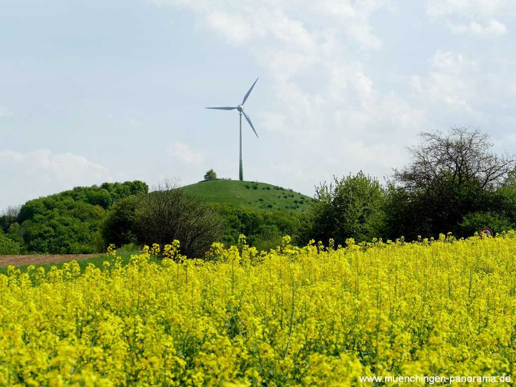 raps-bluete Landwirtschaft Münchingen Bild25