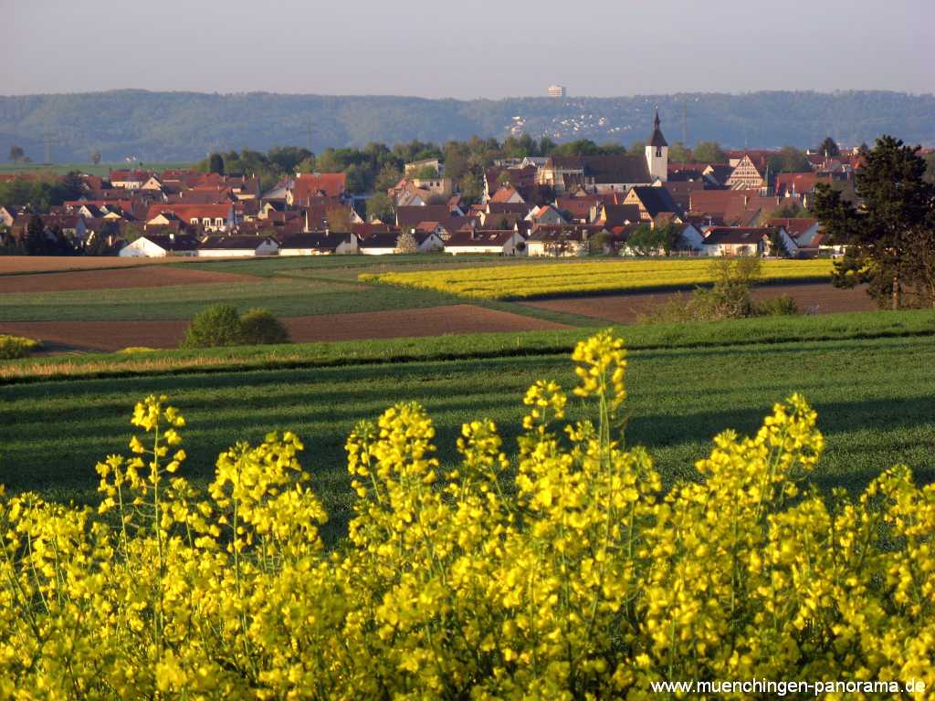 raps-bluete Landwirtschaft Münchingen Bild28