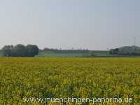 raps-bluete Landwirtschaft Münchingen Bild04