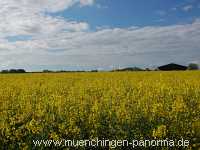 raps-bluete Landwirtschaft Münchingen Bild07