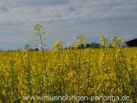 raps-bluete Landwirtschaft Münchingen Bild08