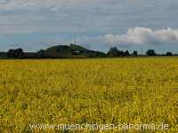 raps-bluete Landwirtschaft Münchingen Bild09