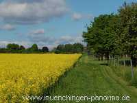 raps-bluete Landwirtschaft Münchingen Bild10