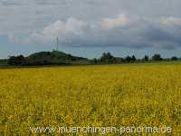 raps-bluete Landwirtschaft Münchingen Bild11