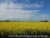 raps-bluete Landwirtschaft Münchingen Bild12