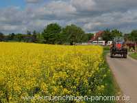 raps-bluete Landwirtschaft Münchingen Bild15