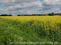 raps-bluete Landwirtschaft Münchingen Bild16