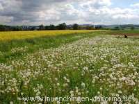 raps-bluete Landwirtschaft Münchingen Bild17