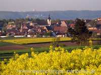 raps-bluete Landwirtschaft Münchingen Bild18