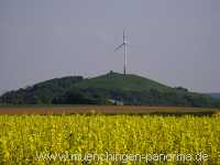 raps-bluete Landwirtschaft Münchingen Bild20