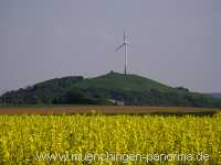 raps-bluete Landwirtschaft Münchingen Bild20